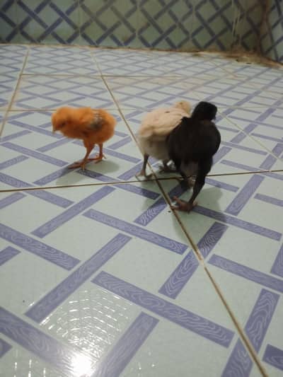 Dasi chozey for sell