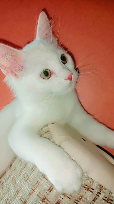 cross bread ha Persian ki