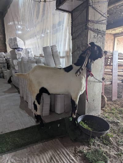 bakra goat chtra dumba