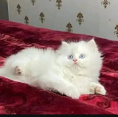 Persian female kitten for sale delivery available all Pakistan