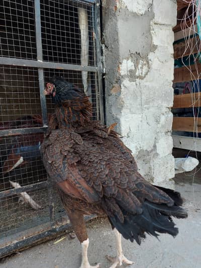 Quality Amroha aseel