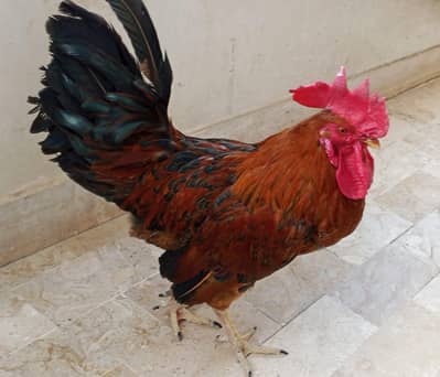 desi murgha for sale
