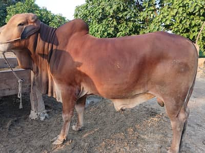 Burhaman Bull for Qurbani