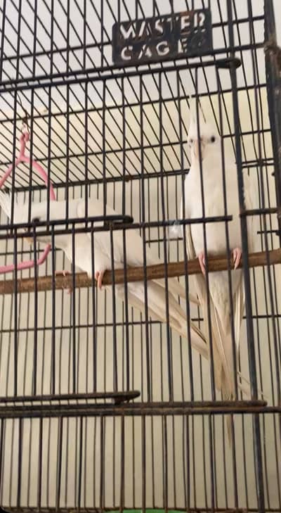 Eno coctail breeder pair hogoromo 2male