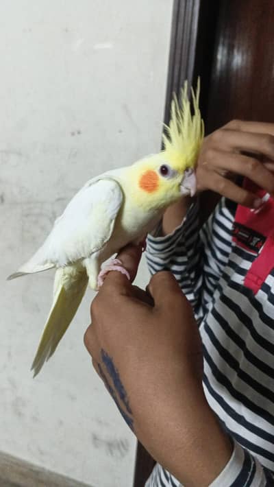 common white hand tamed chicks