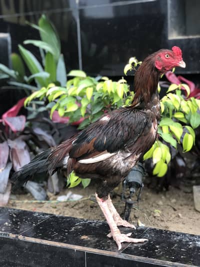 Aseel patha for sale روالپنڈی گیگا مال