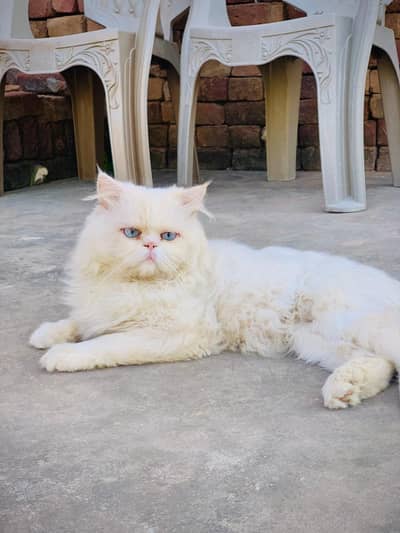 blue eyes Punch face male for mating propose