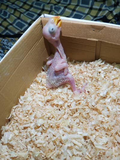 Pahari chick available for sale