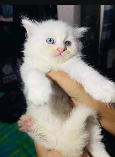 Persian female kitten for sale  Delivery available all Pakistan