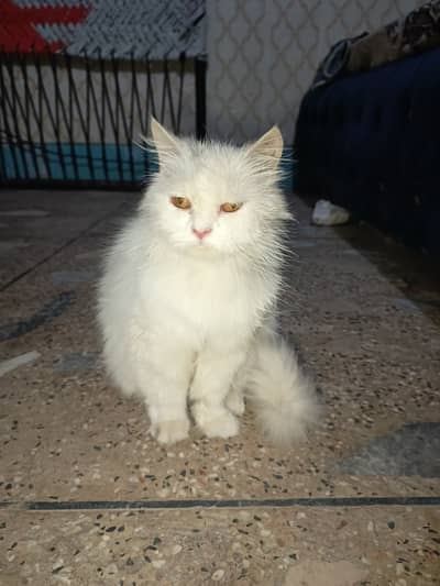 4 sale Persian cat pair triple coated white colour