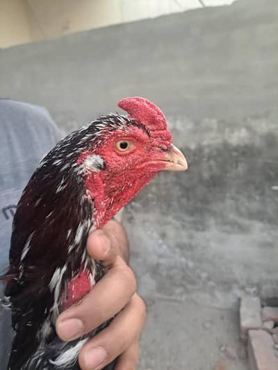 Aseel birds for sale