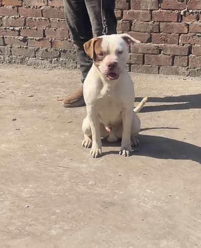 American Bully Male