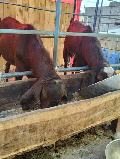 2 breader for sale 0/30083/98021