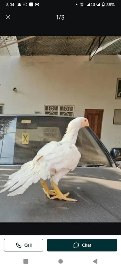 arrot big murga age 3 month for sale 03468444939