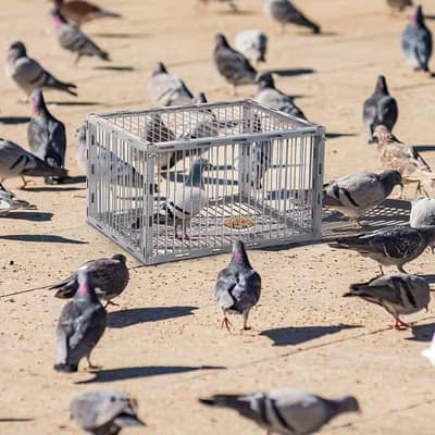 Birds Automatic trap Cage -  Heavy duty , escape proof cage for pigeon