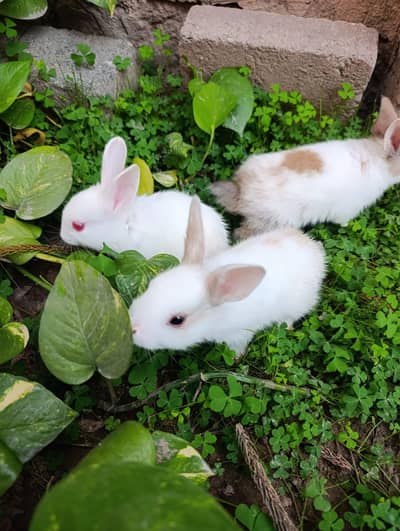 Irresistible Bunny Duo – Super Cute & Fluffy