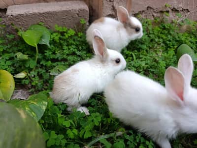 Irresistible Bunny Duo – Super Cute & Fluffy  