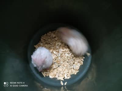 Hamsters
