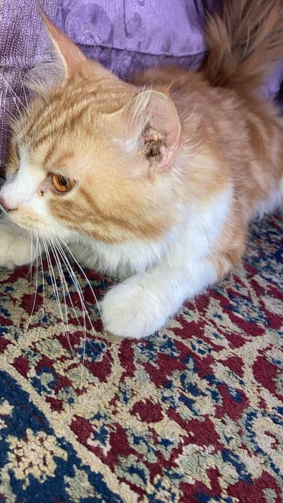 PERSIAN CROSS MALE CAT