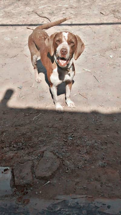 03290608033 Desi pointer female forsale 1 dafa breed shikar ki granty
