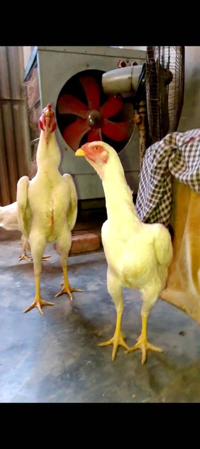 japanese shamo_aseel shamo _japnanes king shamo_white shamo female