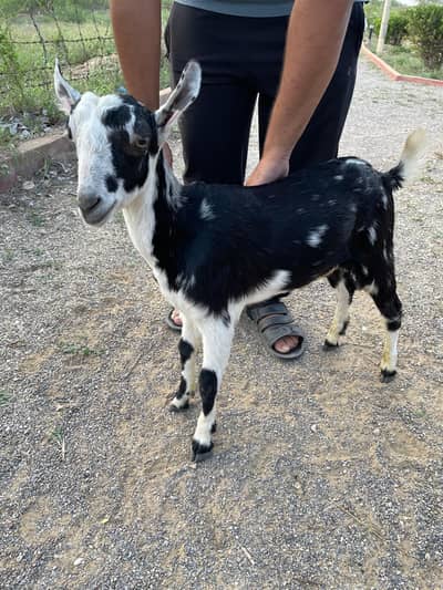 abluk Teddy pointed ear  male