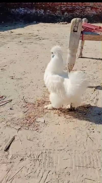 03130659873 whatsapp healty and active