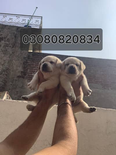 labrador puppies available 030/808/208/34