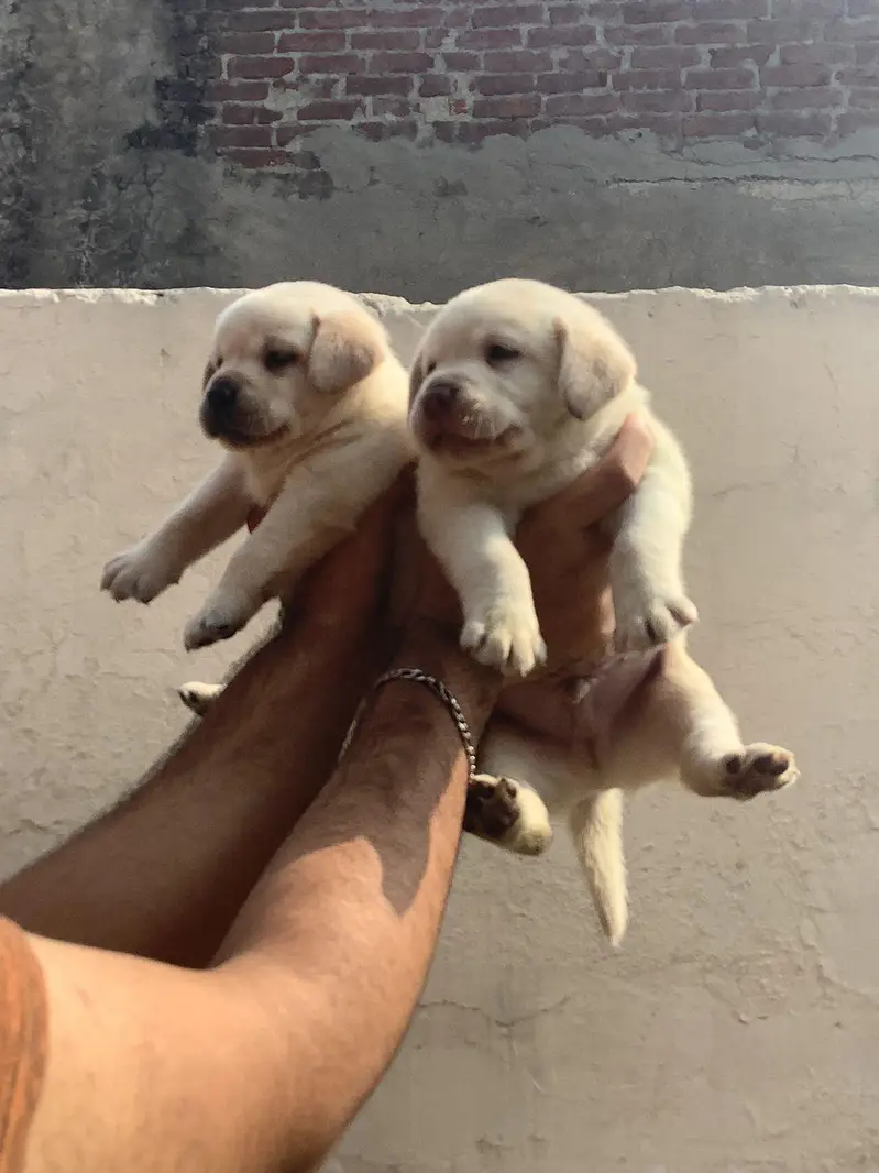 labrador puppies available 030/808/208/34 — photo 2