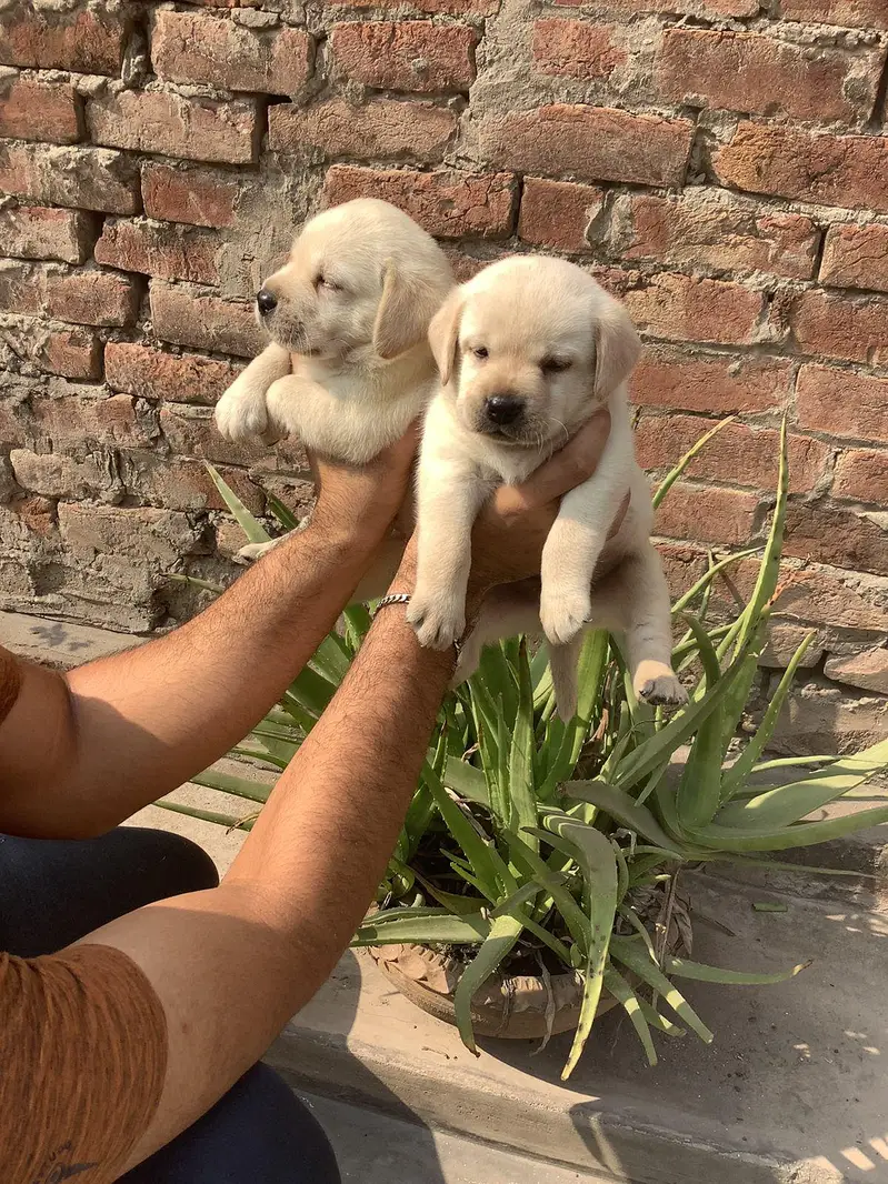 labrador puppies available 030/808/208/34 — photo 3
