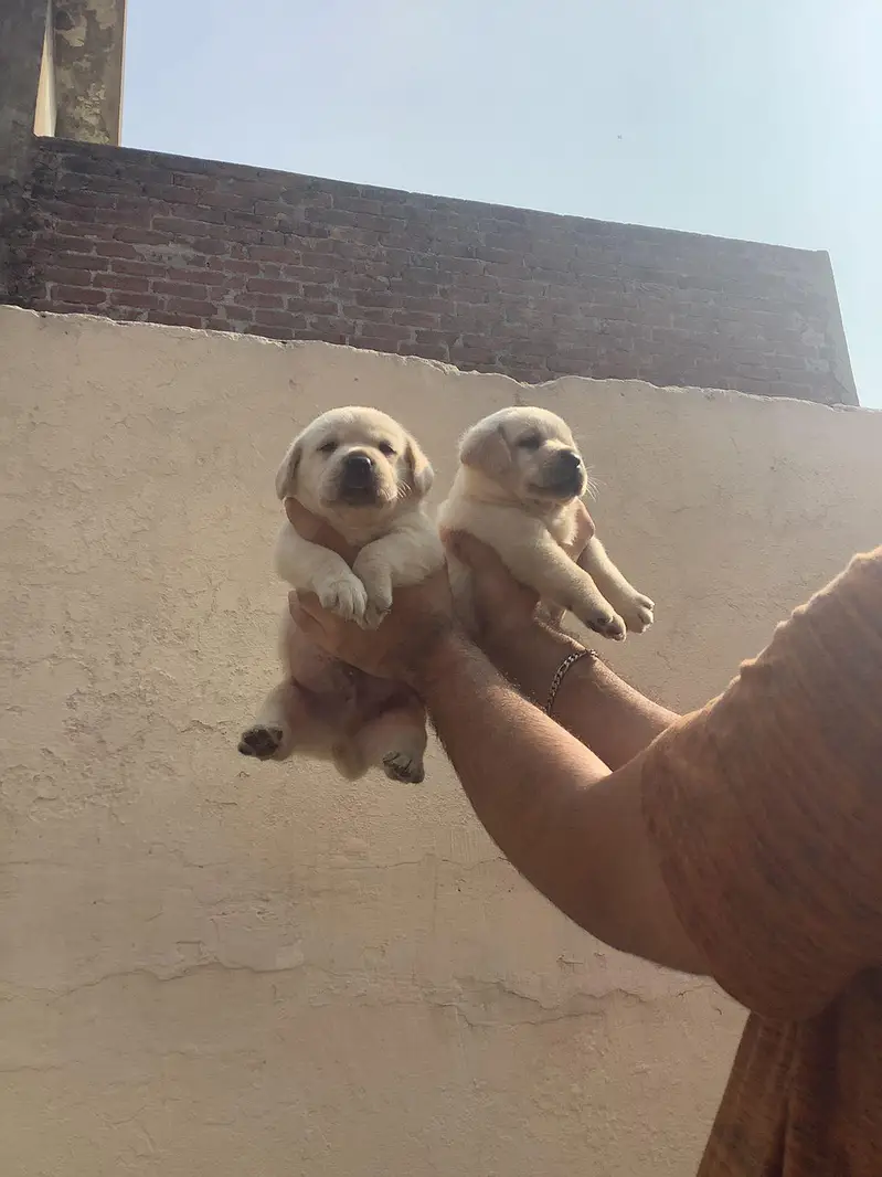 labrador puppies available 030/808/208/34 — photo 4