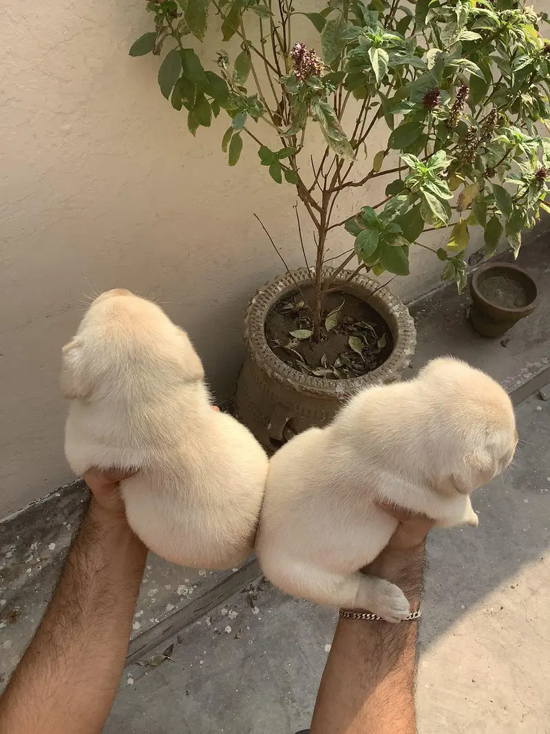 labrador puppies available 030/808/208/34 — photo 5