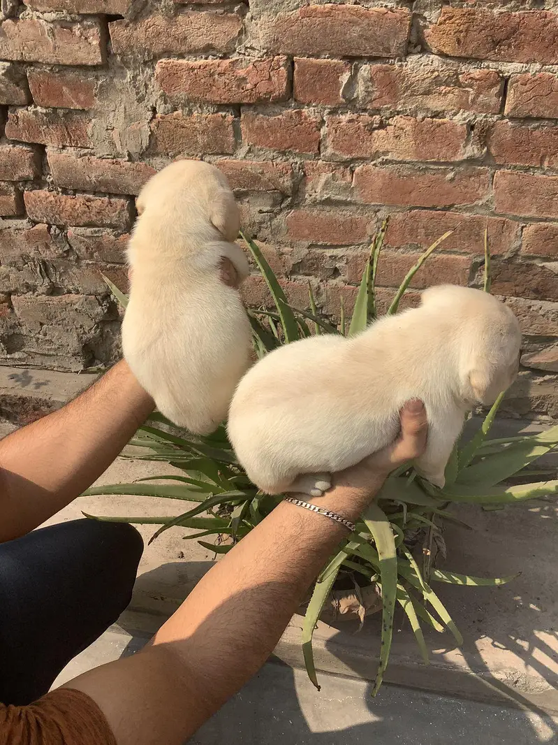 labrador puppies available 030/808/208/34 — photo 6
