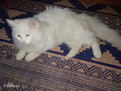 Triple Coated Yellowish eyes white car