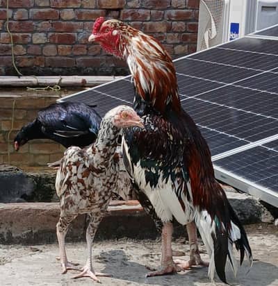 Aseel Breeder For Sale