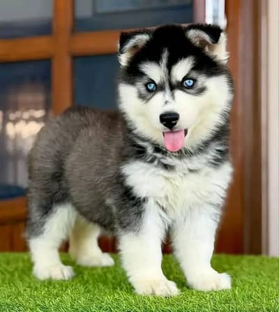 Siberian Husky dog whatsApp number 03468556940