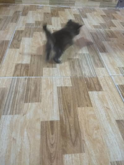 cute Persian kittens