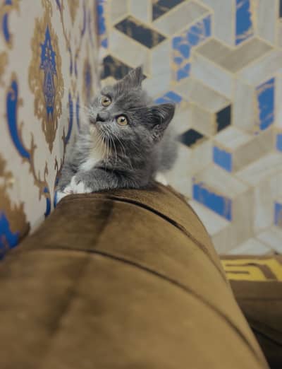 British short hair Male Kitten Available