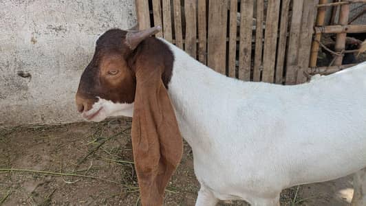 qurbani 2026 read add