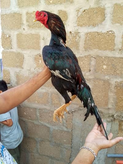 top quality lassani patha available 03711036880