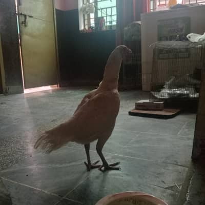 Aseel Murghi for sale