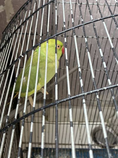 Talktive Ring Neck breader pair