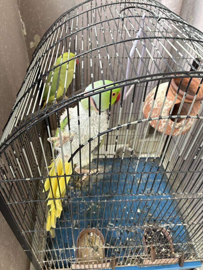 Talktive Ring Neck breader pair 1