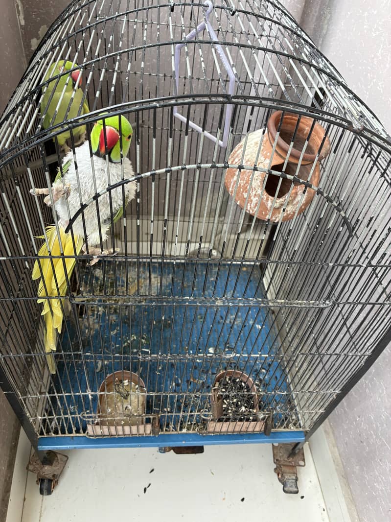 Talktive Ring Neck breader pair 2