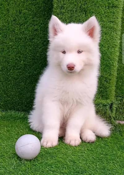 Siberian Husky dog whatsApp number 03468556940