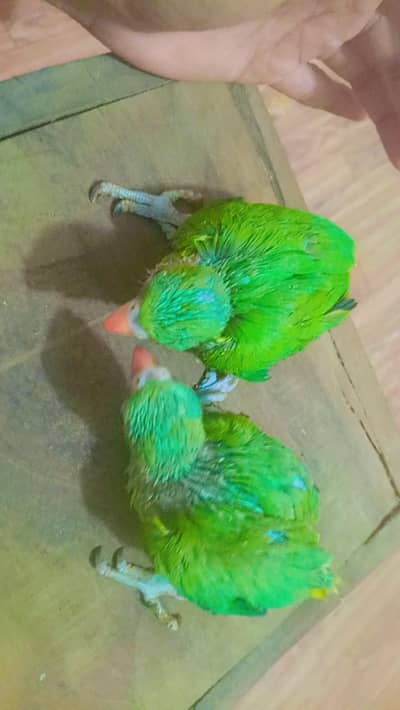 ringneck baby (03162959853)