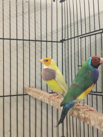 goldien finch pattoki