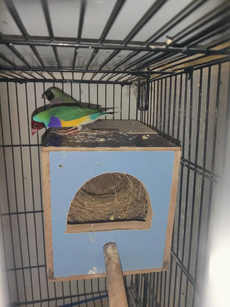 goldien finch pattoki — photo 2