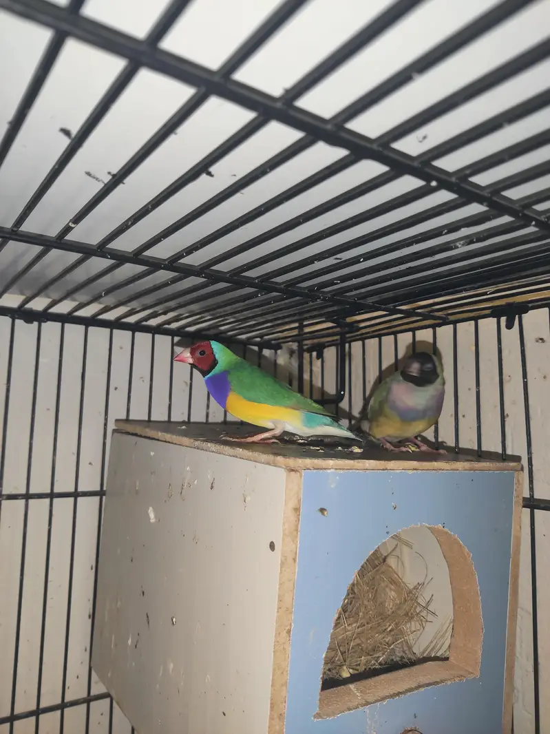 goldien finch pattoki — photo 3
