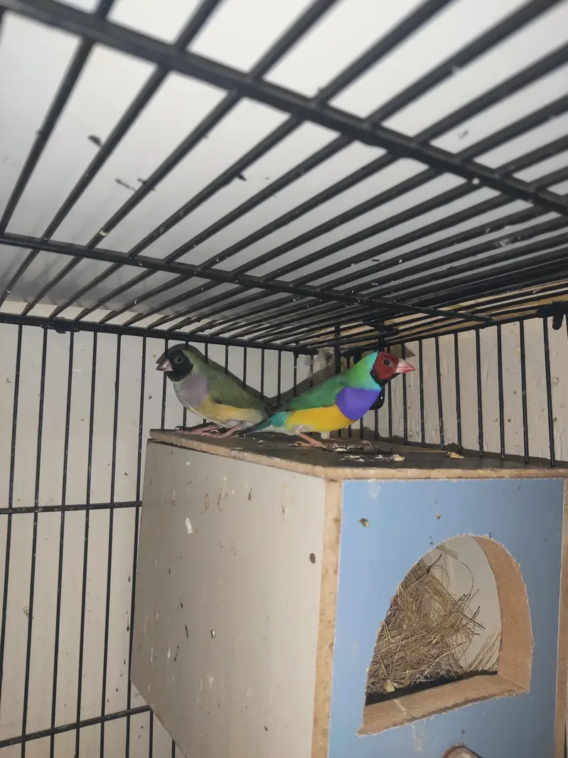goldien finch pattoki — photo 4